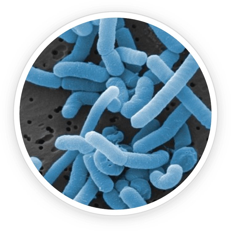 ProDentim Review ProDentim Review